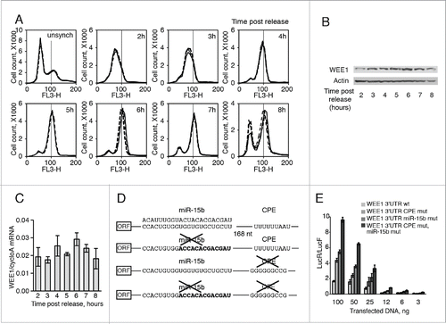 Figure 1. Regulation of WEE1 in HeLa cells depends on CPE and miR-15b binding sites. (A) Cell cycle distribution (by FACS analysis) of HeLa cells at indicated times after release from a double thymidine block. (B) Western blot analyses of WEE1 expression in HeLa cells after release from a double thymidine block; actin is used as a loading control. (C) QPCR analyses of WEE1 mRNA, in the same cells; Cyclo A was used to standardize the data. (D) Schematic representation of R-luc WEE1 3′UTR fusions (WEE1 3′UTR was introduced into the 3′UTR of Renilla luciferase reporters). (E) Luciferase expression of the reporter constructs described in D following transfection into HeLa cells; Renilla enzymatic activity (LucR) was normalized to Firefly (control, LucF). Statistics: Student's t test; *: t = 0.05.