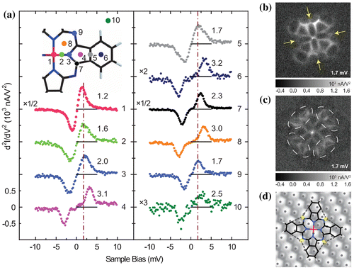 Figure 5. (a) Spatially resolved d2I/dV2 vibrational spectra taken at locations indicated in the schematic of the right side of CoPc. Spectra are vertically displaced for clarity of presentation; set point: V = 100 mV and I = 0.1 nA on Co atom and gap reduced by 1.7 Å after tuning off the feedback. Note the different multiplicative factors for the four spectra. Number on the right side of each spectrum denotes the peak position. The dot-dashed line is drawn at V = 1.7 mV to show the variations in intensity that give rise to the contrast in molecular structural imaging. (b) Constant-current image of CoPc(+) on Ag(1 1 0). (c) Constant-current imaging of CoPc(×)on Ag(1 1 0). The area is 128 × 128 pixels and 20.2 Å × 20.2 Å. (d) Schematic diagram of CoPc adsorption geometry showing the skeletal structure and the intramolecular hydrogen bonds. Figure reproduced from Ref. [Citation23].