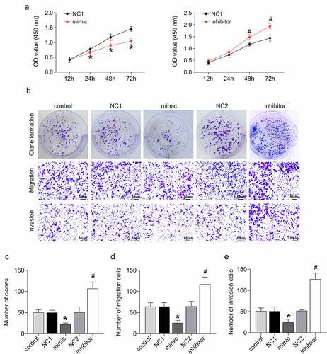 Figure 1. miR-133b inhibited the proliferation, invasion, and migration of C33A cells.