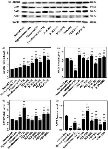 Figure 4. Effects of PCE and PCW on renal ABCG2, OAT3, OAT1 and OCT2 protein expression detected by Western blot: immunoreactive bands (a) and densitometries (b,c,d and –e, expressed as mean ± SD; n n = 3). *p < 0.05, **p < 0.01 versus the normal control; #p < 0.05, ##p < 0.01 versus the hyperuricemic control; △△p < 0.01 versus the allopurinol control.