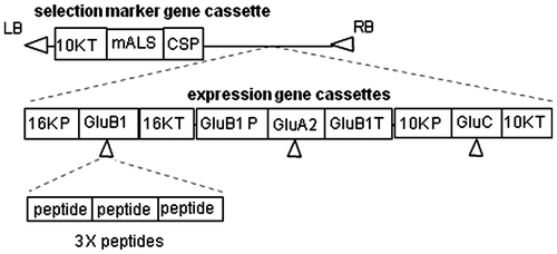 Fig. 1. The binary vector construct consisted of selection marker gene and expression gene cassettes.Notes: CSP, callus-specific promoter; mALS, mutated acetolactate synthase coding region; 10 K T, 10 kDa prolamin terminator; 16 K P, 16 kDa prolamin promoter; GluB1, modified GluB-1 coding region; 16 K T, 16 kDa prolamin terminator; GluB1 P, GluB-1 promoter; GluA2, modified GluA-2 coding region, GluB1T, GluB-1 terminator; 10 K P, 10 kDa prolamin promoter; GluC, modified GluC coding region; LB, left border; RB, right border; 3 × peptides, three tandem repeated CII256-271, APL4, APL6 or APL7.