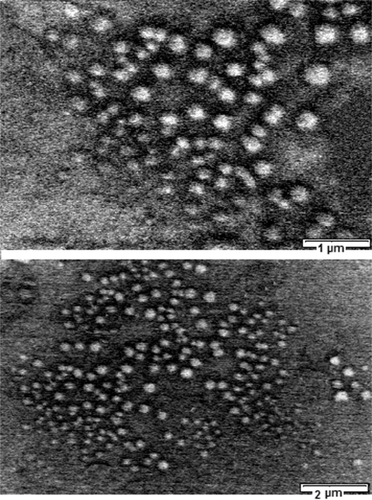 Figure 2 Scanning table electron micrograph of 9-nitrocamptothecin nanoparticles.