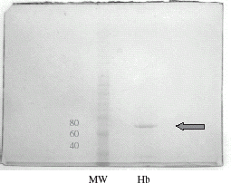 Figure 1. Hb lane, SDS-polyacrylamide gel electrophoresis of stroma-free hemoglobin isolated by the selective DEAE-cellulose absorption method. MW lane, molecular weight markers.
