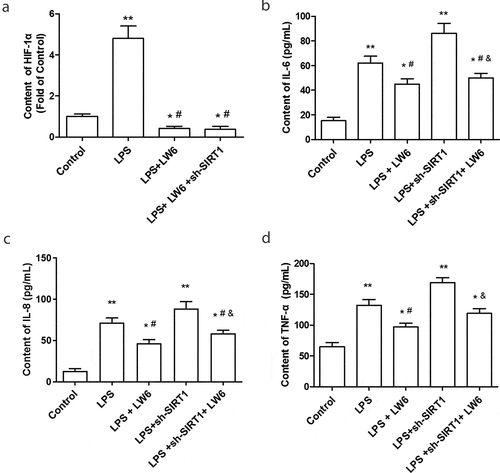 Figure 4. Inhibition of HIF-1 relieved the inflammation in LPS-stimulated Caco-2 cells. (a) The inhibitory effect of LW6 on HIF-1α was detected through an ELISA kit. (b-e). The effect of LW6 on the levels of IL-6 (b), IL-8 (c), and TNF-α (d) in Caco-2 cells were examined after stimulated by LPS and downregulation of SIRT1. *P < 0.05, **P < 0.01, compared with the control group; #P < 0.05, compared with the LPS treatment group; & P < 0.05, compared with the LPS + sh-SIRT1 treatment group.