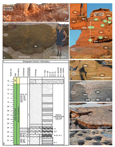 FIGURE 10. Lithofacies associations and architectural elements identified within the Broome Sandstone in the Walmadany area of the Dampier Peninsula, Western Australia (see Fig. 1). A, capping (overlying) Quaternary conglomerates and ‘pindan’ soil horizons; B, multiple horizons of LFA-2, separated by horizontally laminated medium-grained sandstones of LFA-3, indicative of planar bed flow; Nigel Clarke for scale; C, co-occurring facies codes and architectural elements occurring within exposures of upper Broome Sandstone (LFA-3), with D, small-scale ripple cross-lamination to planar lamination identified; E, LFA-1 showing planar lamination with commonly co-occurring dewatering structures; F, LFA-1 showing ripple cross-lamination to small-scale trough cross-bedding with basal scour (granular) surfaces; H, LFA-1 with pervasive pothole weathering; I, lithostratigraphic illustration detailing the commonly occurring vertical profile observed in outcrops in the Walmadany area. See Figure 9 for explanations of symbols and Tables 2, 3, and 4 for facies codes and architectural elements.