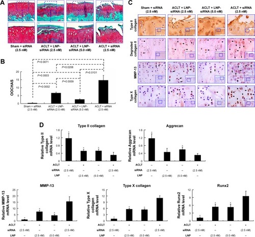 Figure 6 Intra-articular LNP-Ihh siRNA can attenuate the pathogenesis of surgery-induced OA.Notes: There was less surface damage with stronger Safranin O staining in articular cartilage specimens from LNP-Ihh siRNA-treated animals as compared with those from untreated controls (A). Quantitative data indicated that cartilage damage was reduced in rats that received LNP-Ihh siRNA as compared to ACLT rats with free Ihh siRNA treatment (B). Type II collagen expression in articular cartilage was higher in the LNP-Ihh siRNA-treated and the sham-operated rats, than in rats that underwent ACLT and free Ihh siRNA treatment. In contrast, degraded collagen II, MMP-13, and type X collagen staining were elevated in rats that underwent ACLT and Ihh-siRNA treatment with respect to the LNP-Ihh siRNA-treated and sham-operated rats, which is consistent with reduced OA damage. The bigger inset boxes are original picture (magnification ×10). The smaller inset boxes are the parts shown in the panels (magnification ×20). (C). Real-time polymerase chain reaction indicates that intra-articular LNP-Ihh siRNA inhibits catabolism and enhances anabolic metabolism. Values are the mean ± standard error of the mean. *P<0.01 versus the ACLT and Ihh siRNA treatment group (D).Abbreviations: ACLT, anterior cruciate ligament transection; Ihh, Indian Hedgehog; LNP, lipid nanoparticle; MMP-13, matrix metalloproteinase 13; OA, osteoarthritis; siRNA, small interference RNA.