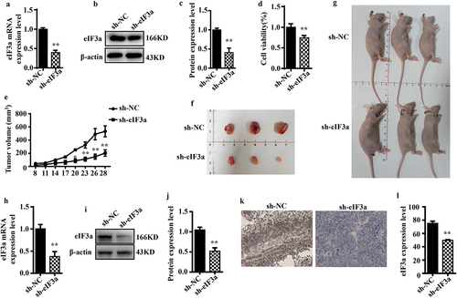 Figure 6. Silencing eIf3a inhibited the growth of colorectal cancer (CRC) in vivo. (a) eIF3a mRNA expression levels in SW620 cells with stably silenced eIf3a was detected using real-time PCR; (b, c) eIf3a expression levels in SW620 cells with stably silenced eIf3a were detected via western blotting; (d) the proliferation of SW620 cells with stably silenced eIf3a was detected via MTT assay; (e) the growth of eIf3a-silenced SW620 ×enograft tumors in nude mice; (f, g) the volume of tumors; (h) eIf3a mRNA expression levels in tumor tissues were detected via real-time PCR; (i, j) eIf3a protein levels in tumor tissues detected via western blotting; (k, l) eIf3a expression in tumor tissues determined via IHC staining. * p < .05, ** p < .01 vs sh-NC group.