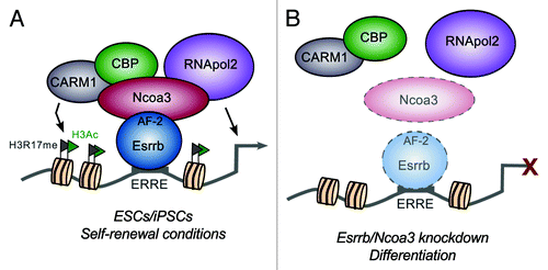Figure 1. Proposed model depicting the role of Esrrb and Ncoa3 at ESC-specific enhancers. (A) In pluripotent cells, Esrrb binds to ERR response elements (ERREs) at active enhancer regions, which also contain bound core proteins such as Nanog and Oct4 (not shown). AF-2-mediated recruitment of Ncoa3 is, in turn, essential for Esrrb activity, with Ncoa3 binding both epigenetic and basal transcription machinery complexes to bring about strong activation of target genes. (B) Upon conditions where Esrrb and/or Ncoa3 proteins are downregulated (faint color), their loss might lead to alterations in chromatin structure and destabilization of RNA polymerase II (RNApol2), thus triggering differentiation.