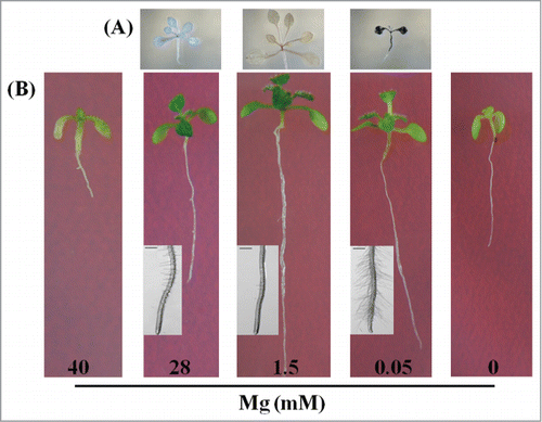 Figure 1. Phenotypes of 14 d old Arabidopsis thaliana (Landsberg erecta) seedlings. (A) Iodine staining of starch of leaves. (B) Characteristics of seedlings and root hair.