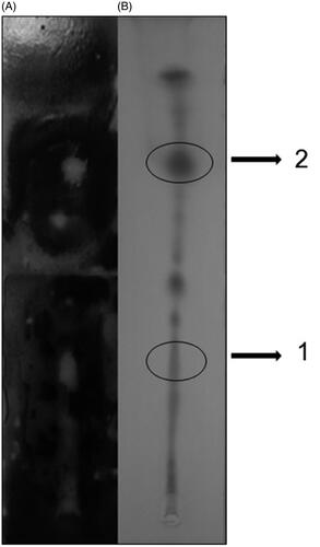 Figure 1. Bioautography technique and thin layer chromatography (TLC): 2 μL H.F. and solvent system (hexane and ethyl acetate, 75:25). (A) Bioautography and (B) TLC.
