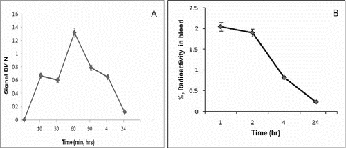 Figure 2. (A) Blood kinetic curve of SLENU of male albino non-inbred mice after i.p. administration. EPR measurements were performed on four groups of three animals. The SE associated with 6% of the presented values. (B) Blood kinetic curve of 99mTc-SLENU of BALB/c mice after i.v. administration. Data from the groups of five mice are expressed as a mean% ID/g ± SD.
