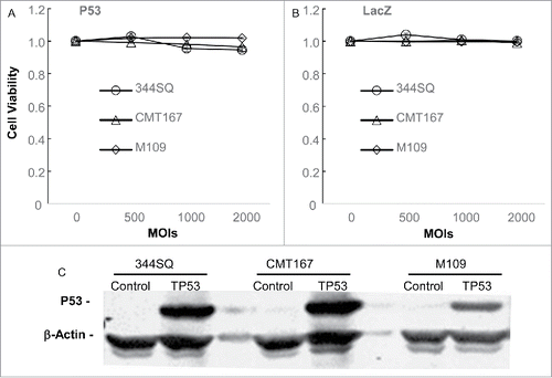 Figure 5. Susceptibility of mouse lung cancer cells to Ad/CMV-TP53. Mouse lung cancer cells were treated with Ad/CMV-TP53 (A) or Ad/CMV-LacZ (B) at the indicated MOIs. Cell viability was determined at 72 h after treatment. Mock-infected cells (indicated by the 0 for MOI) were used as controls, and their value was set as 1. The values represent mean ± SD of a triplicate assay. The assay was repeated at least thrice with similar results. (C) Expression of human p53 in mouse lung cancer cells 48 h after treatment with a control vector or Ad/CMV-TP53 at an MOI of 1000 vp. β-Actin was used as a loading control.