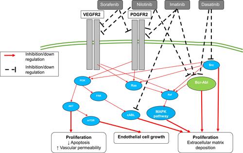 Figure 3 Growth factors and tyrosine kinases (TK) signaling pathway.