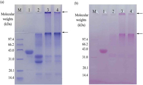 FIGURE 1 SDS-PAGE profiles of three protein samples stained for (a) protein and (b) saccharide fractions. Lane M, standard protein markers; lane 1, horseradish peroxidase; lane 2, sodium caseinate; lane 3, GC-caseinate I; lane 4, GC-caseinate II. The arrows indicate protein polymers.