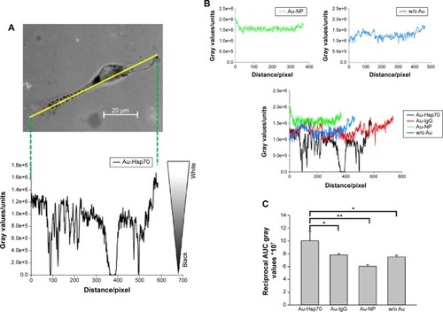 Figure 6 Quantification of gold nanoparticles uptake in single CT26 cells.Notes: (A) After imaging cells with uptaken gold nanoparticles, a measurement line is set in 2-D images representing one slice of a cell. Measurement of the gray values along this line where low values (0) is defined as black, high values as white. A representative image with cmHsp70.1-coated nanoparticles is shown. (B) Analogously, lines were set in cells incubated with other particles. Shown are typical example curves of uncoated (blue), BSA coated (green) or isotype antibody coated (red) compared with the line of cmHsp70.1-coated particles (black). (C) Summing up the reciprocal gray values indicating a significant higher uptake of cmHsp70.1-coated Au particles in Hsp70-membrane-positive CT26 cells compared to uncoated- or isotype-coated particles (*P<0.05, **P<0.01).Abbreviations: 2-D, two dimensional; BSA, bovine serum albumin; w/o, without.