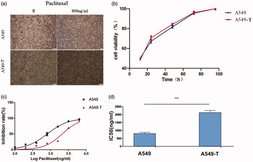 Figure 1. (a). Morphological differences between A549 and A549-T cells were observed under a microscope after 48 h of paclitaxel incubation. (b) In 24–48 h, the growth rate of A549-T was slightly higher than that of A549, and there was no significant difference in overall cell growth rate. (c) The x-axis shows the logarithm value of the drug concentration, and the y-axis shows the inhibition rate of the cells. The inhibition rates of A549 and A549-T cells at different concentrations are plotted. (d) An A549 paclitaxel resistant strain (A549-T) was successfully developed in vitro and its resistance index (RI) was 2.63. ***p < .001 (Student’s t-test).