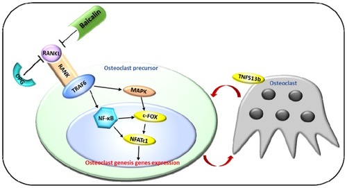 Figure 6 Regulation of the RANK/RANKL/OPG Signaling Pathway in osteoporosis process. RANKL recognizes and binds to its receptor RANK on the surface of osteoclast precursors, and then recruits the adapter protein TRAF6, thereby leading to sequential activation of NF-κB, MAPK, c-Fos and NFATc1, which mediate the completion of the osteoclast differentiation process.Citation46,Citation47 Mature osteoclast produces TNFSF13b, which stimulates the osteoclast precursor cells to form a circulation.Citation48
