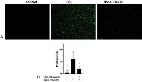 Figure 12 Effect of C60-Oil on DSS-induced ROS production by HT-29 cells. (A) Intracellular ROS production observed by fluorescence microscopy. Control: Untreated cells; DSS: Cells stimulated with DSS; DSS+C60-Oil: Cells treated with C60-Oil and stimulated with DSS. (B) Pixel intensity values. Values are presented as the mean ± standard deviation of the estimated intensity of the pixels in the fluorescence microscopy figures. *p<0.05; compared to the group stimulated with DSS and not treated with C60-Oil.