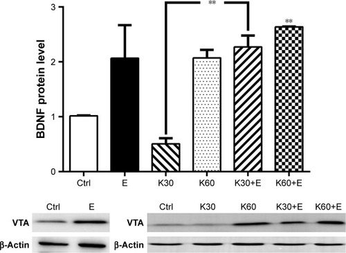Figure 3 BDNF protein expression in the rat’s VTA treated with the saline (Ctrl), 20% ethanol (E), 30 mg/kg ketamine (K30), 60 mg/kg ketamine (K60), 30 mg/kg ketamine with 20% ethanol (K30+E), and 60 mg/kg ketamine with 20% ethanol (K60+E).