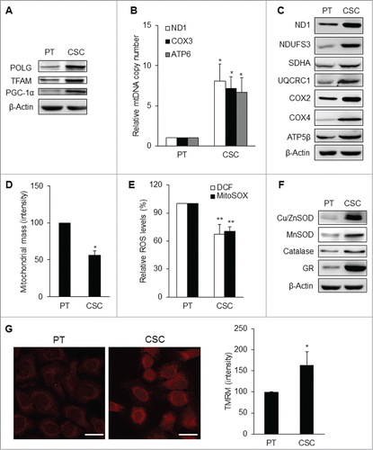 Figure 5. Mitochondrial resetting in CSCs. (A) Mitochondrial biogenesis transcription factors were upregulated in TW01 CSCs. β-actin was used as the loading control. (B) The copy number of mtDNA was upregulated in TW01 CSCs compared with the parental cells. (C) Western blot analysis of the expression of mitochondrial respiratory enzyme subunits, including those of Complex I (ND1 and NDUFS3), Complex II (SDHA), Complex III (UQCRC1), Complex IV (COX2 and COX4), and Complex V (ATP5β) in TW01 parental cells and CSCs. ND1 and COX2 indicate mtDNA-encoded respiratory enzymes and the others represent nuclear DNA-encoded polypeptides of respiratory enzymes. β-actin was used as the loading control. (D) By nonyl acridine orange (NAO) fluorescent dye staining, lower mitochondrial mass was found in TW01 CSCs compared with that in TW01 parental cells. (E) Intracellular H2O2 and mitochondrial superoxide anions were comparatively lower in TW01 CSCs. H2DCFDA was used to measure the intracellular level of H2O2 and MitoSOX was used to measure the levels of superoxide anions in mitochondria. (F) Antioxidant enzymes were upregulated in TW01 CSCs. β-actin was used as the loading control. (G) Immunofluorescence imaging observed by a confocal microscope (left; scale bars indicate 20 μm) and quantified by flow cytometry (right) of TMRM depicted the higher mitochondrial membrane potential in TW01 CSCs compared with TW01 parental cells. (*, P < 0.05; **, P < 0.01).