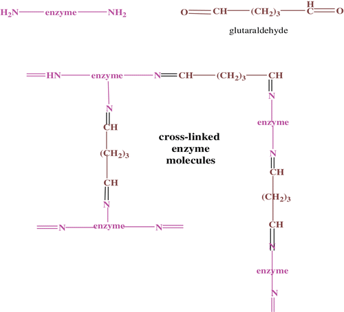 Figure 1.  Immobilization of paraoxonase with glutaraldehyde.