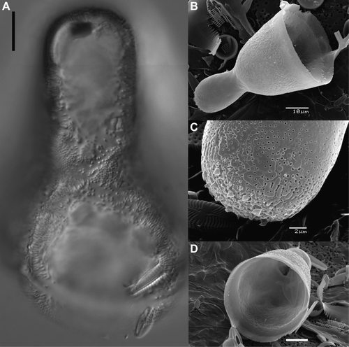 Figure 9  Light and Scanning electron micrographs of a bell-shaped initial cell of Cavernosa kapitiana from Ile de la Possession. A, LM view of a bell-shaped initial cell. B, SEM view of a bell-shaped initial valve. C, SEM view of external detail of the handle part of the bell-shaped initial valve. Spines are clearly absent and the surface ornamentation is irregular. D, SEM internal view of a bell-shaped initial valve. Scale bars, 10 μm except for (C), 2 µm.