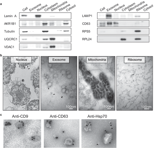 Figure 1. Western blot and representative TEM images for the subcellular fractions of HepG2 cells and Immunogold electron microscopy images showing the localization of exosomes. (a) Western blot analysis of the purified subcellular fractions. The six purified subcellular fractions of HepG2 cells were verified by western blot analysis using specific detection antibodies (Lamin A: nuclear marker; AKR1B1 and tubulin: cytoplasm marker; UQCRC1 and VDAC1: mitochondria marker; LAMP1 and CD63: exosome marker; RPS5 and RPL24: ribosome marker). (b) Representative TEM images of the purified subcellular fractions (Scale bar: 1 µm for the nucleus, 100 nm for all others). (c) The first TEM image shows the localization of exosomes derived from HepG2 cells as controls. The other three TEM images show the localization of exosomes by TEM coupled to immunogold labeling of CD9, CD63 and Hsp70. The arrows indicate the golden particles.