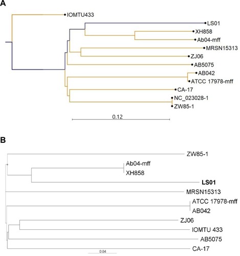Figure 3 Phylogenetic analysis of the novel A. baumannii strain LS01. (A) K-mer tree; (B) single nuclear polymorphism (SNP) tree.