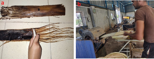 Figure 1. Extraction of banana fiber (a) hand stripping (b) mechanical extraction.