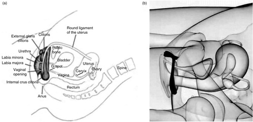 Fig. 3 Anatomical placement of the clitoral complex in relation to the vagina, pelvis, and uterus. (a) Drawing depicting anatomical regions. (b) 3-D reconstruction (adapted from Foldes & Buisson, Citation2009 and reprinted with permission).
