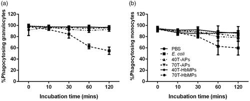 Figure 5 Percentage of phagocytic activity of (a) granulocyte and (b) monocyte on Odex-APs and Odex-HbMPs compared with PBS (negative control) and E. coli (positive control). On one hand, the fluorescence signal of detective FITC-E. coli decreased grammatically across incubation periods in positive control. On the other hand, leukocyte preincubated with PBS as well as Odex-APs and Odex-HbMPs showed a strong detective FITC-E. coli and there was no change over the incubation times. Data are presented as mean ± SD (n = 3).