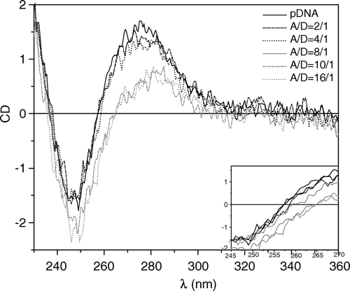 Figure 2.  Circular dichroism of plasmid DNA (5 µg/ml) as a function of the ratio between ALA to pDNA (A/D) concentrations. ALA and pDNA concentrations are calculated per charge. pDNA in HBS curve is represented by a solid dark line and corresponds to the B-form of DNA. The following curves correspond to the A/D ratios of: 2/1 (dash-dotted dark line); 4/1 (dotted dark line); 8/1 (solid grey line); 10/1 (dash-dotted grey line); 16/1 (dotted grey line). T = 25°C.
