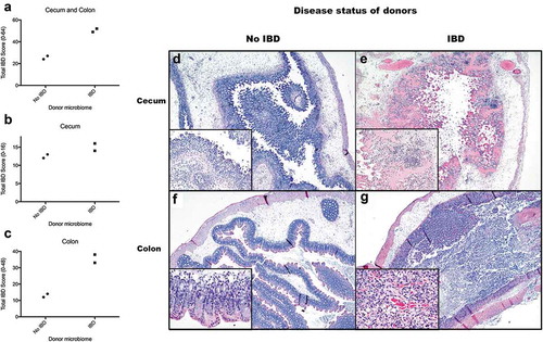 Figure 1. Microbiomes of mice with IBD induce more severe gut inflammation in recipient GF Smad3-/- mice compared to microbiomes of mice without IBD. GF Smad3-/- mice were colonized with microbiomes of mice with and without IBD. IBD was induced in donors by H. bilis infection, and the healthy microbiome was obtained from Smad3-/- SPF colony mice housed in a facility that excludes Helicobacter. Two days following the colonization, ceca and colons were scored for inflammation by histological analysis. (a) IBD scores of colon and cecum, (b) cecum, and (c) colon are shown. Possible score ranges for each tissue type are indicated on the Y-axis labels. (d) Cecum from a GF Smad3-/- mouse colonized with microbiomes from donors without IBD shows marked submucosal edema with diffuse inflammation and attenuation of the mucosa that, although pronounced, is less severe compared to cecum from a GF Smad3-/- mouse colonized with microbiome of donors with IBD (e), in which there is marked mucosal congestion and more extensive mucosal ulceration. In the proximal colon, a mouse colonized with microbiome from donors without IBD (f) shows only minimal to mild inflammation, with more extensive and severe inflammation in a mouse colonized with microbiome of donors with IBD (G).