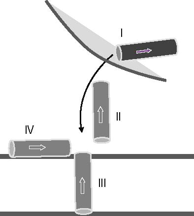 Figure 1. Schematic representation of the anticipated stages the N terminus of VP1-N from Polio virus may face during viral entry (stages I–IV). VP1-N encounters a virus bound stage (stage I, dark grey) which is not considered in this study. Stage II represents an aqueous environment, while the following stages represent the protein inserted into the membrane (stage III) or attached to the surface of the membrane (stage IV). Stages II–IV are represented by light grey rods. The arrow points from the N to the C terminus.