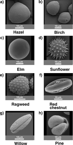 FIG. 1 SEM images of observed pollen. Divided into four groups: spherical with a smooth surface (hazel, birch, elm), barbed (ragweed, sunflower), rod shaped or football like (red chestnut, willow), and pollen with an unassignable shape (pine) related to the others.
