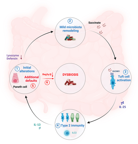 Full article: Mechanisms of intestinal dysbiosis: new insights into ...