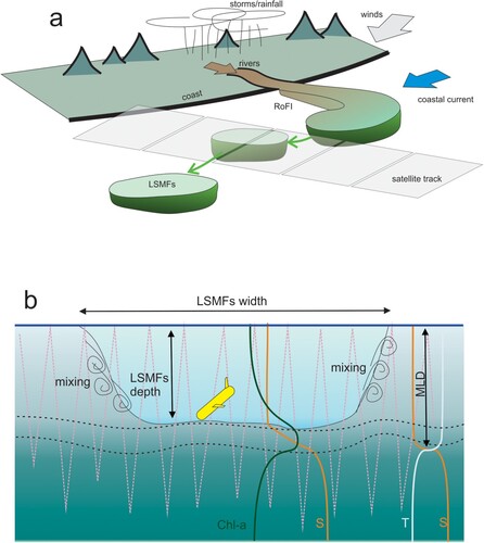 Figure 1. Synthesis of A, drivers showing physical processes (wind, storms, rain, rivers) that forms a regional of freshwater influence (RoFI) that then evolves into LSMFs entrained and evolving in the coastal current and B, an elevation view of LSMF details and sampling perspective (MLD mixed layer depth, Chl-a chlorophyll-a, ρ density).