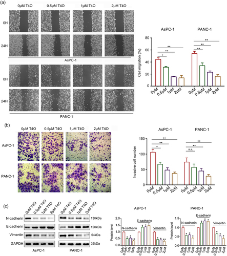 Figure 3. T4O suppresses the motility of PC cells in vitro. (a) Wound healing assays were used to determine the migration rate of PC cells treated with different concentrations (0,0.5,1, and 2 μM) of T4O. (b) Transwell assays were used to detect the number of invasive PC cells treated with different concentrations (0,0.5,1, and 2 μM) of T4O. (c) Western blotting was used to detect the expression of E-cadherin, vimentin, and N-cadherin in PC cells treated with T4O. *, P < 0.05; **, P < 0.01.