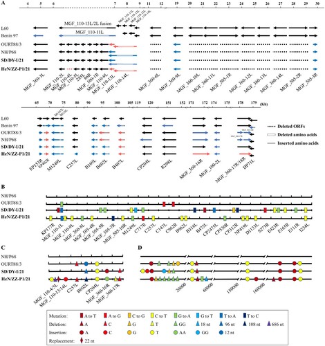 Figure 3. ORFs, nucleotide mutations, deletions, insertions, and replacement in the genomes of SD/DY-I/21 and HeN/ZZ-P1/21. Analysis of the deletion, shortening and lengthening of all ORFs of SD/DY-I/21 and HeN/ZZ-P1/21 compared with virulent isolates L60 and Benin 97, and attenuated isolates NH/P68 and OURT88/3 (A). The whole genome sequences of SD/DY-I/21 and HeN/ZZ-P1/21 were respectively compared with those of low virulence isolates NH/P68 and OURT88/3 for nucleotide mutations in ORFs (B), nucleotide deletions, insertions, and replacement in ORFs (C); and nucleotide mutations, deletions, and insertions in the noncoding regions (D). The names of the ORFs are shown on the bottom of each panel.