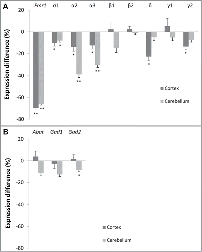 Figure 1. Brain region-specific differences in GABAA receptor subunit and enzyme expression. Difference in normalized expression between Fmr1 KO and WT mice in cortex (n = 8 and n = 8, respectively) and cerebellum (n = 9 and n = 7, respectively) at postnatal day 22. (A) GABAA receptor subunit expression. (B) Enzymes in GABA metabolism. Error bars represent SEM. A Mann-Whitney U test was used to determine the significant differences between both genotypes (*** p < 0.001; **P < 0.01, *P < 0.05).