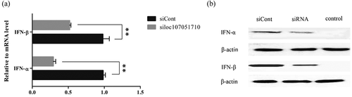 Figure 8. Effect of loc107051710 silencing on IFN-α and IFN-β production. DF-1 cells were transfected with either the siControl or siloc107051710 and then infected with IBDV (MOI = 1) for 24 h. The expression levels of IFN-α and IFN-β were measured by RT-qPCR and western blotting. (a) Changes in IFN-α and IFN-β mRNA levels. (b) Changes in IFN-α and IFN-β protein levels. RT-qPCR experiments were performed in triplicate. Significant differences between the treated and control groups are indicated as **P < 0.01