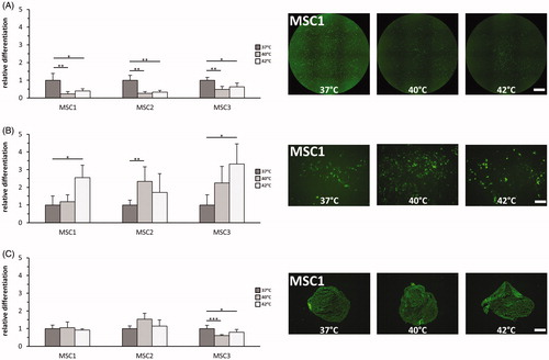 Figure 4. Hyperthermia reduces adipogenic differentiation but enhances osteogenic differentiation potential of MSCs. (A) Adipogenic differentiation after exposure to 37 °C, 40 °C and 42 °C quantified by BODIPY® 493/503 staining. 2× objective, scale bar 1000 µm. (B) OsteoImageTM staining for assessment of hydroxyapatite amount as marker for osteogenic differentiation after hyperthermia. 10× objective, scale bar 200 µm. (C) Chondrogenic differentiation after hyperthermia determined by aggrecan staining. 10× objective, scale bar 200 µm. *p < 0.05, **p < 0.01, ***p < 0.001.