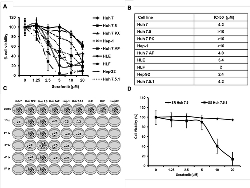 Figure 1 Variation in the sorafenib-induced cellular cytotoxicity among hepatoma cell lines. HCC cell lines were seeded on 24 well plates (2 X104 cells/well) in triplicate. After 24 hours, cells were treated with five different concentrations of Sorafenib. After 72 hours of incubation, cell proliferation was determined by MTT assay. (A) Represents the percentage of cell viability of nine different HCC cell lines after sorafenib treatment is shown. (B). Comparison of IC50 values among nine different HCC cell lines tested. (C). Diagram illustrating generation of sorafenib-resistant HCC cell line in culture. Nine different HCC cell lines were cultured in growth medium supplemented with sorafenib for five weeks. HCC cells that survived sorafenib treatment over five weeks were selected as resistant lines. (D). MTT assay shows a dose-dependent effect of sorafenib on cell viability of sensitive cell line (SS Huh 7.5.1) and resistant (SR Huh 7.5) HCC cell line. Sorafenib-resistant and sensitive HCC cells were seeded in 24 well plates and treated the next day with increasing concentrations of sorafenib. After 72 hours, cell proliferation was measured by MTT assay.