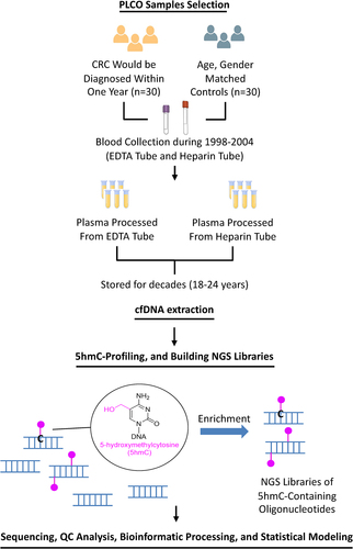 Figure 1. Study design and workflow. the workflow includes PLCO sample selection, cfDNA extraction, 5hmC-Seal profiling, bioinformatic processing, and statistical modelling.