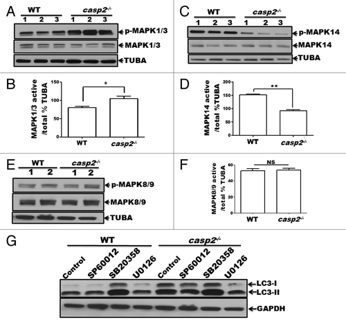 Figure 5. Role of MAPKs in CASP2-mediated modulation of autophagy. (A–F) Protein lysates were prepared from different batches of WT and casp2−/− MEFs (loaded in separate lanes 1 to 3 or 1 and 2 for MAPK8/9), cultured in complete medium in the absence of stressors. Western blotting was performed to detect the levels of active (phosphorylated) and total (non-phosphorylated) MAPKs using specific antibodies against (A) p-MAPK1/3, MAPK1/3 (C) p-MAPK14, MAPK14 and (E) p-MAPK8/9, and MAPK8/9 as described in the Materials and Methods. The same blots were reprobed for tubulin, α (TUBA) that served as a loading control. Shown are the representative blots. (B, D, and F) Densitometric analysis was performed using ImageJ to detect the expression levels. Y-axis represents expression levels of active vs. total MAPK as percent of the loading control. Error bar represents ± SEM. Statistical significance was determined by the Student t test, comparing WT vs. casp2−/−. **, P ≤ 0.01, *, P ≤ 0.05, NS, P ≥ 0.05, experiments repeated at least 3 times. (G) Effects of MAPK inhibitors: SP600125 (10 µM), SB203580 (10 µM), and U0126 (20 µM) on CASP2-mediated autophagy modulation. WT and casp2−/− MEFs were incubated with these inhibitors for 24 h followed by PepA (1 µM) and EST (10 µM) treatment for 6 h to determine autophagy flux. Autophagy was detected by western blotting to determine the levels of LC3 (LC3-I and LC3-II). GAPDH was used as a loading control. Shown is a representative blot, the experiment was repeated 3 times.