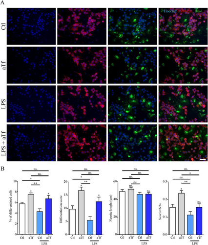 Figure 10 Tf promotes neurite outgrowth in co-cultures of N2a and microglial cells. (Panel A) Immunocytochemistry images of co-cultures of N2a and microglial cells labeled with neuronal marker β-III-tubulin (red) and microglial marker Iba-1 (green).Scale bar in A represents 40 µm. (Panel B) Quantitation of neuronal differentiation parameters (1) the proportion of differentiated cells measured as the ratio of neurite-bearing cells over total cell nuclei; (2) a differentiation score defined as the rate of total neurite length over total nuclei in a given field; (3) neurite length; and (4) the average number of neurites per cell in basal state (white and grey bars) and in the presence of LPS (10 ng/mL, yellow bars). Bars in B represent the mean  ±  SEM for three independent experiments one-way ANOVA followed by Dunnett’s comparison test. **p < 0.01, *p < 0.05, ns = non-significant. Symbols above bars indicate significance compared to the corresponding control. Note. aTf = human apoTransferrin; Ctl = control; LPS = lipopolysaccharide.