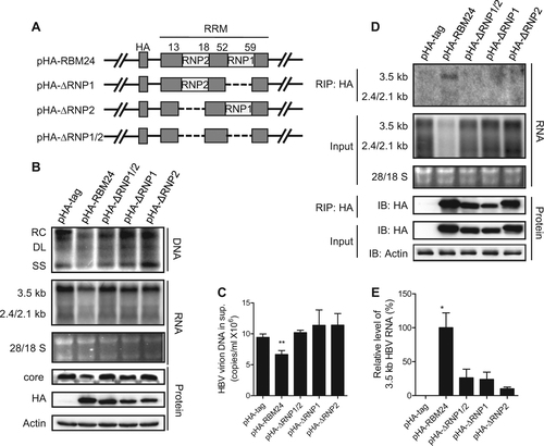 Fig. 3 The RNP domains of RBM24 interact with HBV RNA, which are required for its participation in HBV replication.a Schematic illustration of the construction strategy of RBM24 deletion clones. b, c HepG2 cells were co-transfected with 0.8 μg of pHY106 and 0.5 μg of pHA-RBM24, pHA-ΔRNP1/2, pHA-ΔRNP1, pHA-ΔRNP2, or empty vector in 6-well plates. b HBV replication intermediates were detected by southern blotting. HBV transcripts were detected by northern blotting. RBM24 and core were detected by western blotting. c HBV virions isolated from supernatants were used to quantify HBV DNA. d, e HEK293T cells were co-transfected with 10 μg of pHY106 and 8 μg of pHA-RBM24, pHA-ΔRNP1/2, pHA-ΔRNP1, pHA-ΔRNP2, or empty vector in 100-mm dishes. Cell lysates were collected at 48 h post-transfection. RNA-IP assays were performed using anti-HA antibody. d The input or co-immunoprecipitated RNA and protein were detected. e The co-immunoprecipitated HBV 3.5-kb RNA was detected by real-time PCR