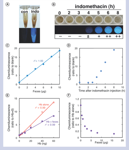 Figure 1.  Fecal occult blood (FOB) detection by the luminol reaction. (A & B) We induced intestinal ulcer in mice injected with indomethacin, and harvested feces. (A) Feces in a microtube at 0 (con) and 6 h (indo) and (B) a portion of feces in a 96-well plate at different time points (0, 2, 3, 4, 5, 6 and 8 h) following the indomethacin injection. Fecal samples were mixed with a luminol solution and observed in dark field. The blue–white chemiluminescence became detectable at 4 h after the injection: -: negative; ±: dim; +: moderate; and ++: bright. (C) Different amounts of fecal samples from A were placed into a 96-well plate and mixed with 100 μl of a dilute luminol solution. Chemiluminescence intensities were measured by a microplate reader. We calculated the ratios of the chemiluminescence intensities of wells containing different amounts of feces to the chemiluminescence intensity of wells containing a luminol solution alone. Weights of feces containing occult blood positively correlated with the chemiluminescence ratios (r2 = 1.00). (D) We placed 5 μg of fecal samples from B, mixed with the luminol solution, and calculated the chemiluminescence ratios to the chemiluminescence intensity of wells containing feces from untreated mouse (time: 0 h). (E) We placed different amounts of hemoglobin (Hb) in 96-well plates in the absence (‘Hb alone’, open red circles) or the presence (‘Hb + feces’, closed purple circles) of 5 μg of control feces, followed by addition of the luminol solution. The chemiluminescence intensity of the luminol solution alone or with 5 μg of feces was used for the chemiluminescence ratios of ‘Hb alone’ or ‘Hb + feces’, respectively. Both Hb concentrations of ‘Hb alone’ or ‘Hb + feces’ samples positively correlated with the chemiluminescence ratios, although the ratios of the latter samples showed lower chemiluminescence ratios. (F) We placed different amounts of feces from normal mice (1–16 μg/well) into wells containing 50 ng of Hb, followed by addition of the luminol solution. We calculated the chemiluminescence ratios to the chemiluminescence intensity of wells containing 50 ng of Hb without feces. (A–F) We repeated each experiment at least three times.Con: Control; Hb: Hemoglobin; Indo: Indomethacin.