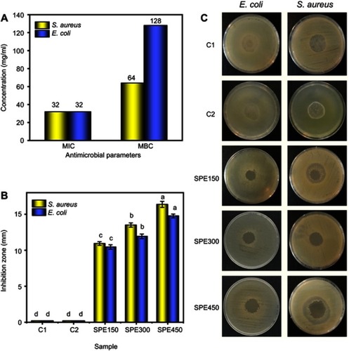 Figure 8 The MIC and MBC test for pure-SPE (A); recorded inhibition zone from disk diffusion test (B); and digital photos of disk diffusion test (C) for all samples.Abbreviations: C1, CMC film; C2, CMC/TONP-2% nanocomposite; CMC, carboxymethyl cellulose; E. coli, Escherichia coli bacterium; MBC, minimum bactericidal concentration; MIC, minimum inhibitory concentration; S. aureus, Staphylococcus aureus bacterium; SPE, Salvadora persica L. root extract; SPE150, SPE300, and SPE450: CMC/TONP-2% containing 150, 300, and 450 mg/ml of SPE, respectively; TONP, TiO2 nanoparticles.