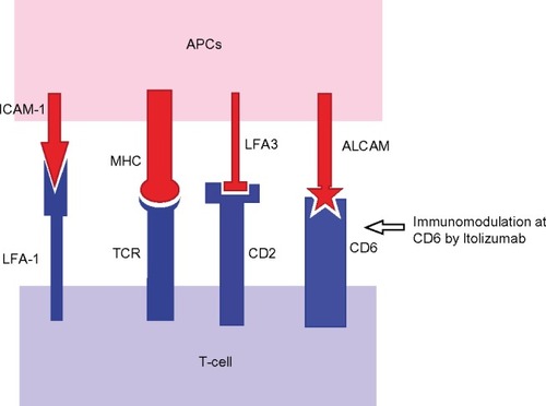 Figure 3 Co-stimulatory signals between APCs and T-cells, and modulation at the CD6 level.